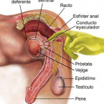 El punto P masculino